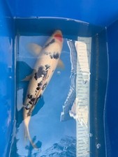 17''-18" TANCHO SANKE Live Koi