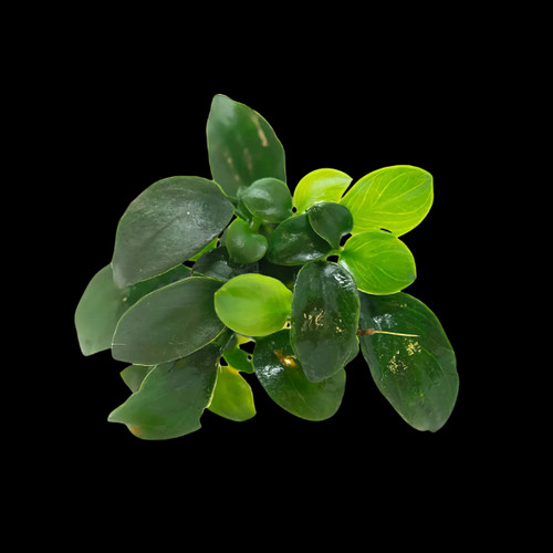 Potted plants petite - potted,
