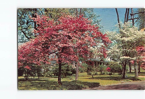 Postcard flowering dogwood - postcard,