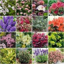 10x Mixed Garden Shrubs –