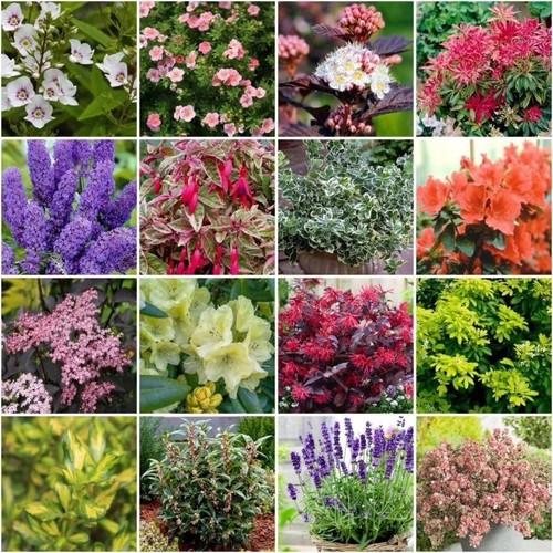 10x mixed garden shrubs - 10x,