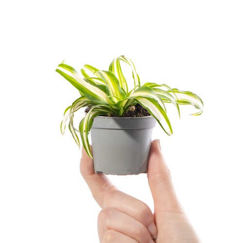 Baby spider plant - baby, chlorophytum