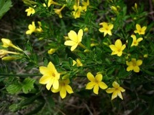 20 Wild Yellow Jasmine Seeds
