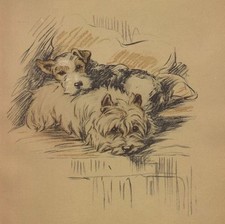 West Highland White Terrier -