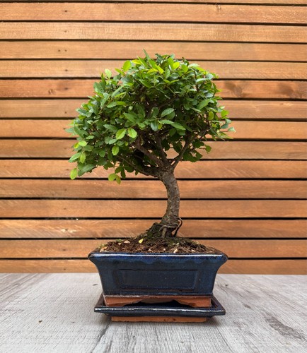 Chinese elm bonsai tree - elm,