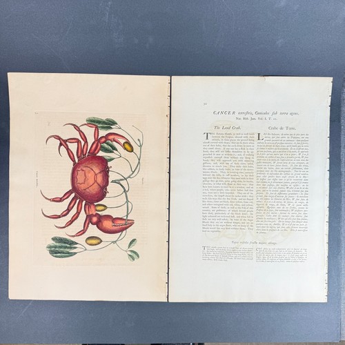 Antique mark catesby hand - antique,
