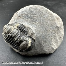 Gerastos sp. trilobite fossil
