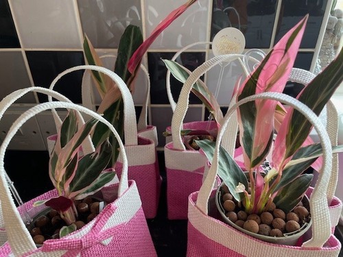 Calathea triostar indoor - calathea,