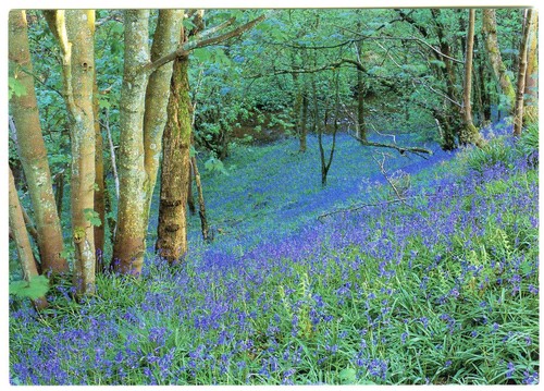 Postcard scottish bluebell - postcard,