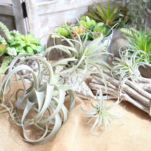 Fake artificial bromeliads - fake,
