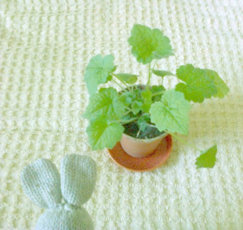 One green piggyback - one, plant