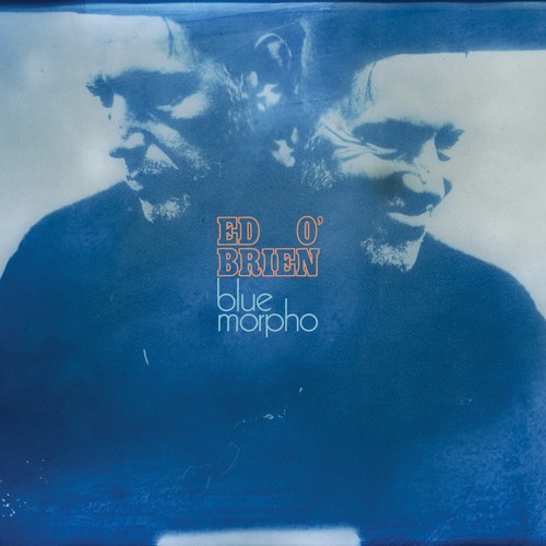 Brien blue morpho - o'brien,