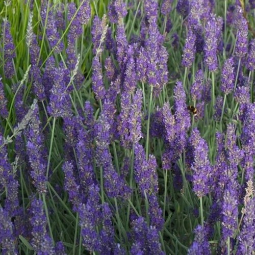Dutch lavender plug - , plants