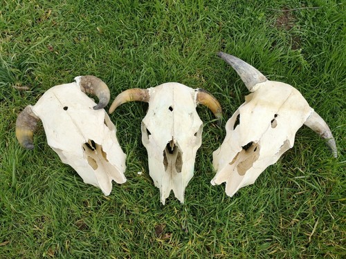 Cow skull cattle bone - cow,