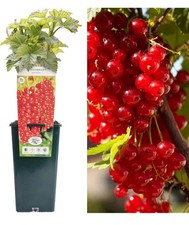 3 LTR POT SIZE RED CURRANT