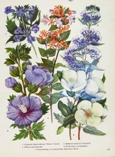 Original Old Antique Print Clematis Abelia Hibisus Eucryphia Flower Plant Color