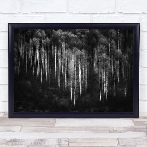 Aspen trees forest - aspen, light