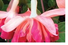 2   X  FUCHSIA DOUBLE PLUG PLANTS  CHOICE OF VARIETIES   PRE ORDER