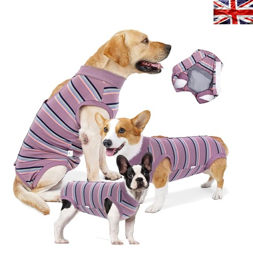 Stylish dog recovery suit - dog, in