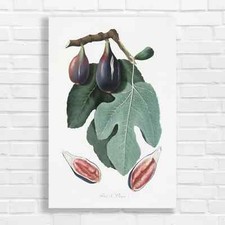 Vibrant Botanical Figs Canvas