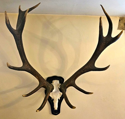 Red deer antlers skull cap - deer,