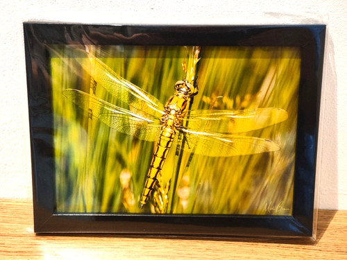 Wall art yellow dragonfly - yellow,