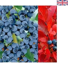 Dual Pack of Vibrant 'Blue