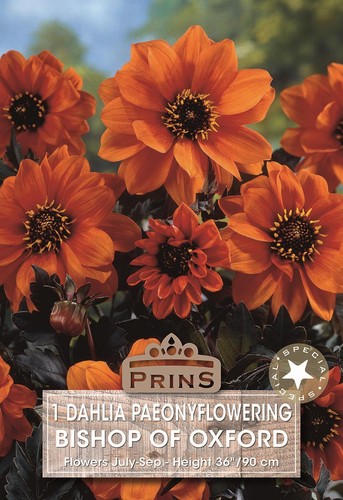 Dahlia bronze leaf bishop of - bronze,