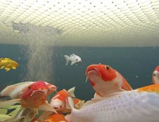 1000 Euro-matic 50mm Koi Carp