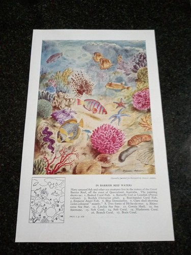 Barrier reef waters - , beaked