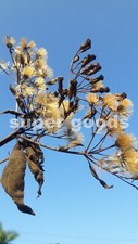 100pcs seeds mexican dream - mexican,