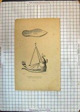 Original Old Antique Print