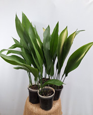 Aspidistra SET 4 Plant of