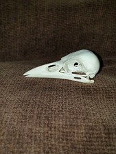 Crow skull corvid taxidermy - crow,