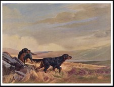 GORDON SETTER DOGS IN MOORLAND