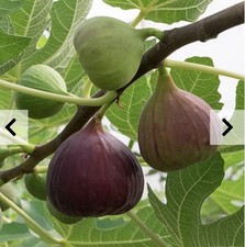 Fig Tree Ficus Little Miss