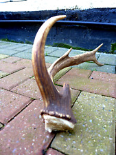 Fallow Deer Antler Stick