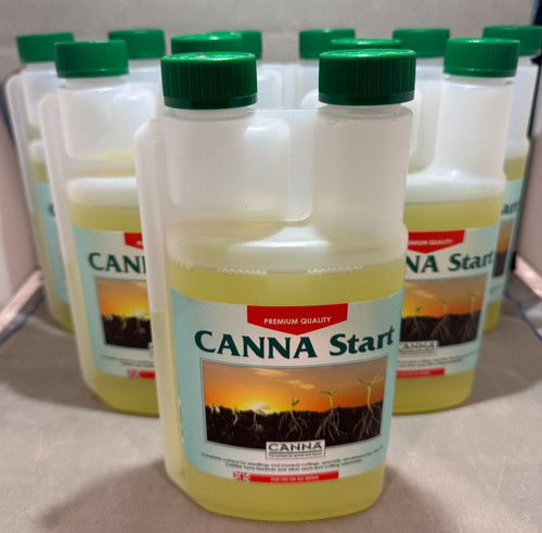 Canna start young plant - start,