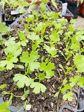 3x Celeriac Plug Plants |
