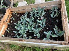 American Blue Agave Pups