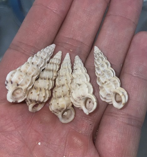 Large natural wentletrap - large,
