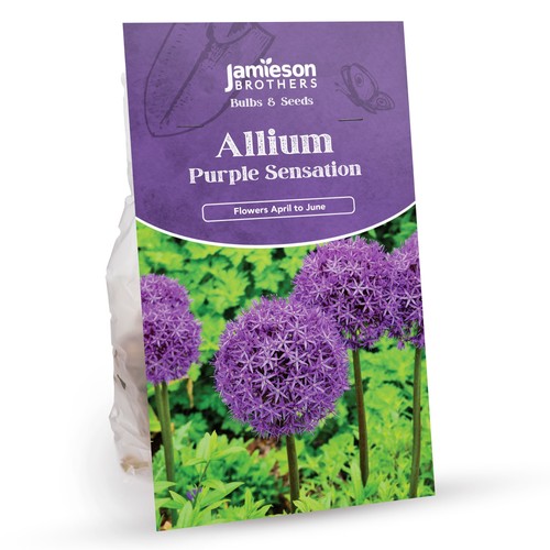 Allium bulbs purple - allium,