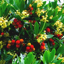 Compact strawberry tree - strawberry, /