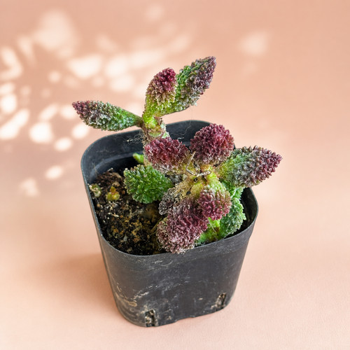 Clearance adromischus - clearance,