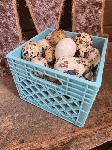 Jumbo cotrunix hatching - cotrunix,