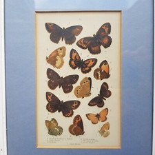 Antique Butterfly Species