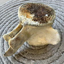 Whale Vertebrae Fossil 28.5 in