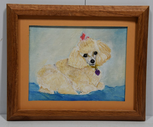 Miniature white toy poodle - white,