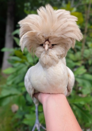 Rare mystery fertile chicken - mystery,
