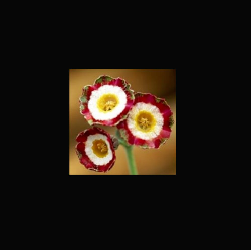 Primula auricula astolat plant - primula,
